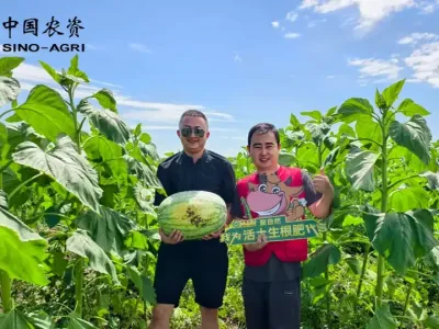 为啥西瓜大又甜，关键使用聚自然！#绿农业聚自然#聚自然生物有机肥#绿色农资