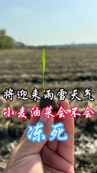 真的要下雪了，天气开始变冷了#分享农业知识帮农民增产增收 #农业天气