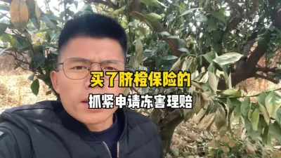 买了脐橙保险的果农请抓紧时间申请冻害理赔 #农业保险 #柑橘种植 #果树管理 #三农 #霜冻 