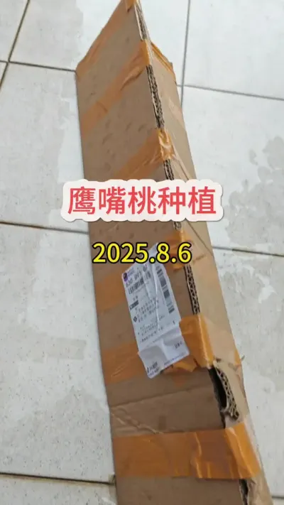 桃子的种植方法，盆栽桃树的种植过程 #鹰嘴桃 #盆栽桃树 #鹰嘴桃树苗 #鹰嘴桃种植 #鹰嘴桃苗