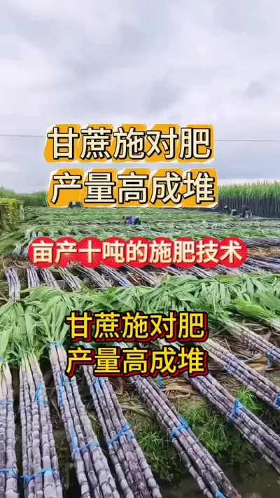 各大甘蔗种植基地都在用的，甘蔗亩产十吨以上的施肥技巧#甘蔗种植#甘蔗#甘蔗种植基地#水果种植#果农