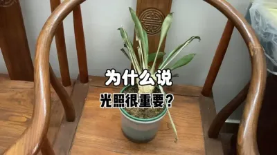 为什么说光照对植物生长很重要？ #三农 #农业 #柑橘 #自然 