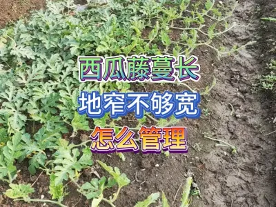 家庭种植西瓜地窄不够宽怎么办？一个动作就能让西瓜藤蔓回垄 #三农 #田间地头走一走 #种植小技巧 #农村原创视频 #种西瓜 