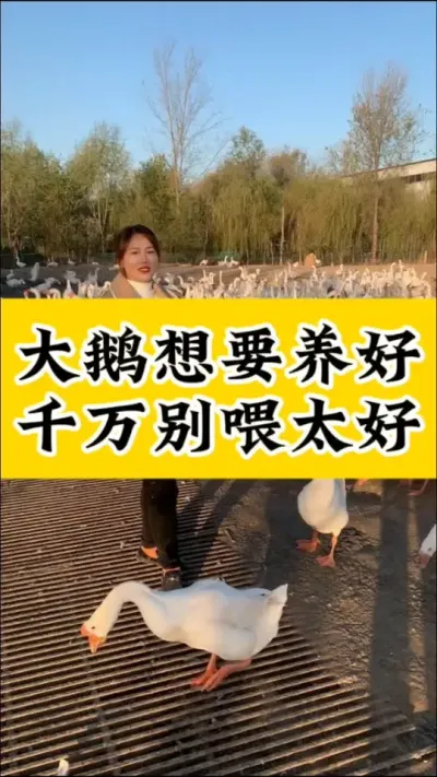 #养鹅技术分享 #养鹅人 #科学养鹅#养鹅