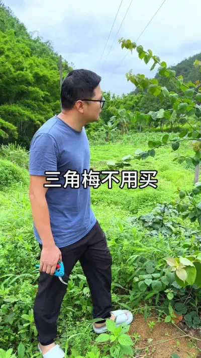 三角梅繁殖方法#花卉绿植 #养花 #种植小技巧