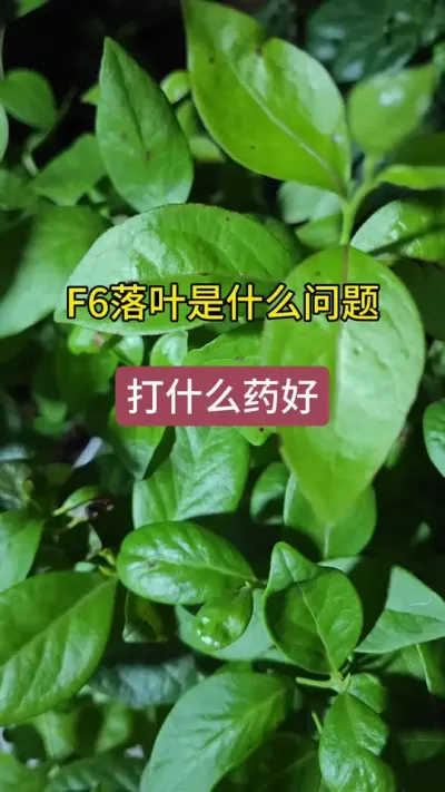 蓝莓出现落叶怎么办，蓝莓f6落叶打什么药，蓝莓病虫害的防治#蓝莓病虫害 #蓝莓种植 #盆栽蓝莓 #蓝莓苗 #蓝莓种植技术