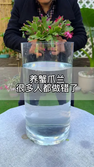 很多人养蟹爪兰第一步就做错了#花卉绿植 #养花 #种植小技巧