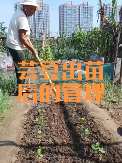 芸豆（四季豆）出苗后如何管理#芸豆