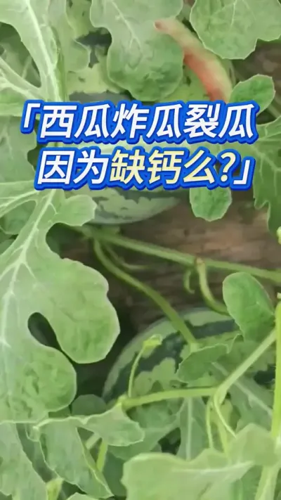 种西瓜炸瓜裂瓜？一管一个准 #西瓜种植 #种西瓜 #西瓜种植技术 #大棚西瓜种植技术 #西瓜管理