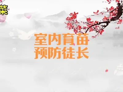 室内蔬菜育苗如何预防徒长形成高脚苗#育苗