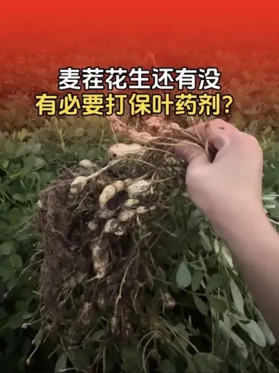 麦茬花生现在还要不要打保叶药剂？还有没有效果？#花生种植 #花生高产 #花生种植 #花生种植管理技术 #分享农业知识帮农民增产增收