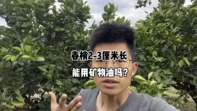柑橘春梢芽长两三厘米了，还能打矿物油吗？ #柑橘种植 #三农 #农业 #矿物油 