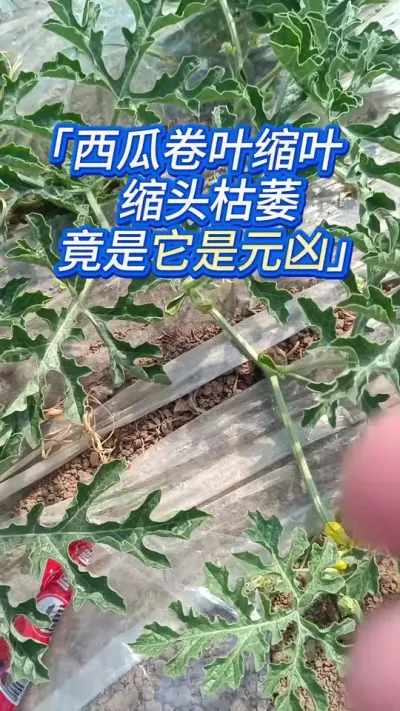 西瓜卷叶缩头黄叶枯萎，这才是解决方案 #西瓜种植 #西瓜种植技术 #农业种植 #服务三农支持三农 #抖音助农