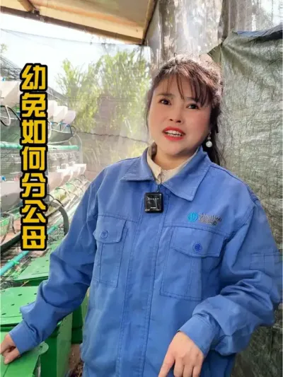 有粉丝说不会分公母，视频他来了。还有想问的在评论区留言哦#肉兔养殖 #养兔三分靠管理七分靠技术 #自繁自养 #农村创业养殖 #干货分享