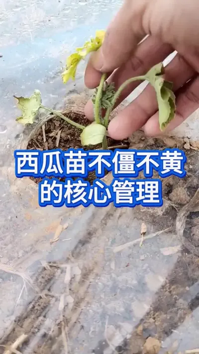 西瓜苗不僵不黄不枯萎管理核心办法 #西瓜管理 #服务三农支持三农 #西瓜种植技术 #助力三农 #大棚西瓜种植技术