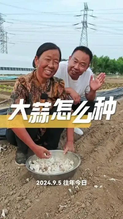 #大蒜种植 #蔬菜 #农业种植