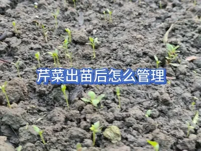 高温天气芹菜出苗后的培育并不难，做好这些细节管理就能成功 #三农 #种菜 #种植小技巧 #蔬菜种植 #种芹菜 