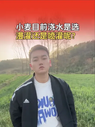 小麦目前浇水能不能选择漫灌，会有影响吗？#小麦 #小麦种植管理技术 #传播农业小知识 #分享农业知识帮农民增产增收 #农业植保知识分享