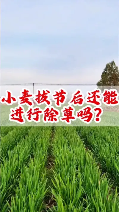 小麦除草剂 小麦拔节以后还能进行除草吗？#小麦 #抖音助农 #分享农业知识帮农民增产增收 #农业植保知识分享 #小麦除草剂