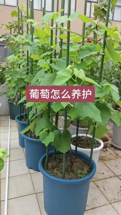 葡萄小苗怎么养护，葡萄的种植过程，新手种葡萄，盆栽葡萄的种植方法#葡萄种植 #葡萄种植技术 #种葡萄 #盆栽葡萄 #葡萄苗