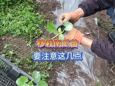 分享移栽南瓜苗的经验，要想不出意外最好注意这个问题 #新农人计划2025 #三农 #开荒种菜 #种植小技巧 #种南瓜 