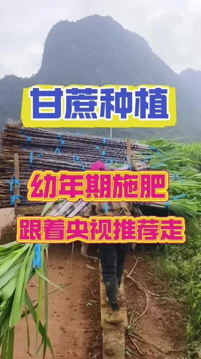 甘蔗出苗后的第一遍肥，你用对了吗#甘蔗种植 #甘蔗施肥方法 #种甘蔗