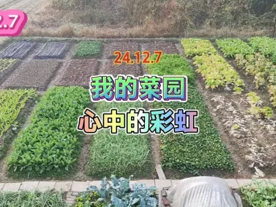 生活在不断前进，而种菜的节奏就像摩天轮周而复始，愿大家都健康 #三农 #我的小菜园 #我的乡村生活 #我的农村生活 #田园生活 