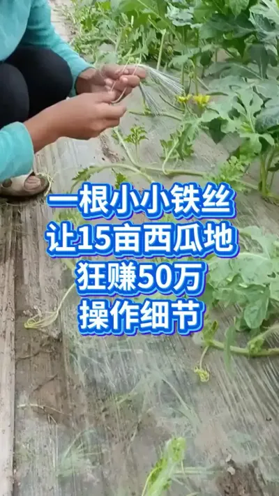 一根小小铁丝，让15亩西瓜卖50万，详细操作 #西瓜 #西瓜管理 #西瓜种植 #大棚西瓜种植技术 #西瓜种植技术