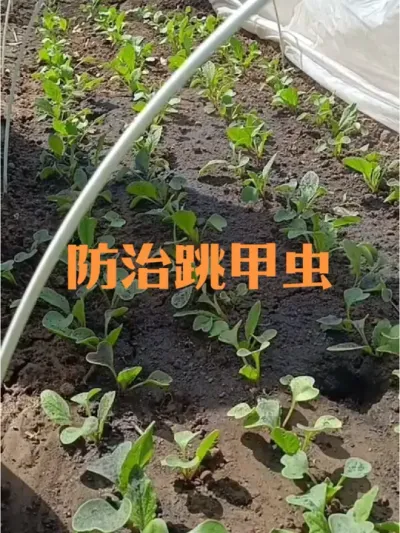 巧用草木灰防治跳甲虫#地蹦虫