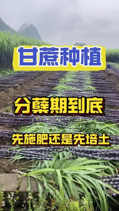甘蔗分蘖期是先培土还是先施肥？#甘蔗种植 #甘蔗施肥方法 #甘蔗高产