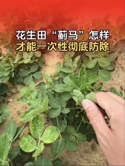 花生田里的&ldquo;蓟马&rdquo;虫害为啥这么难打？怎样才能高效防除？#农业植保知识分享 #花生高产种植 #分享农业知识帮农民增产增收 #花生高产 #花生高产全程模式化管理