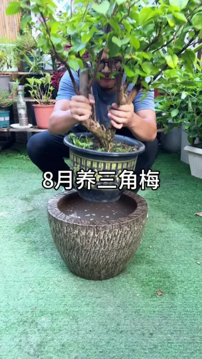 8月份养三角梅方法 #花卉绿植 #种植小技巧 #养花