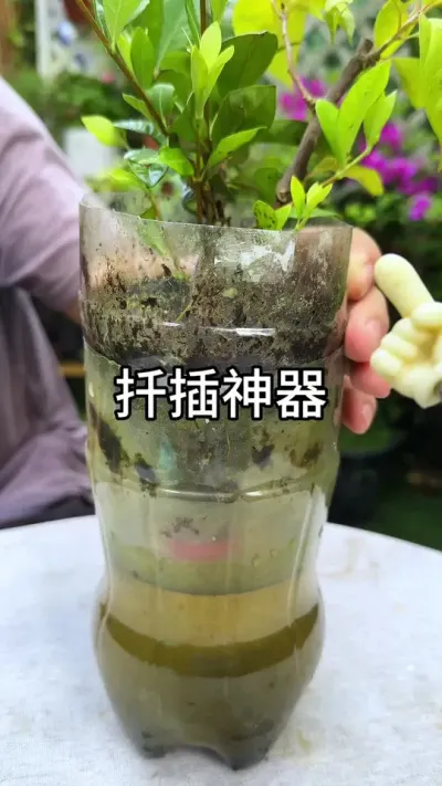 养花扦插神器#花卉绿植 #种植小技巧 #养花