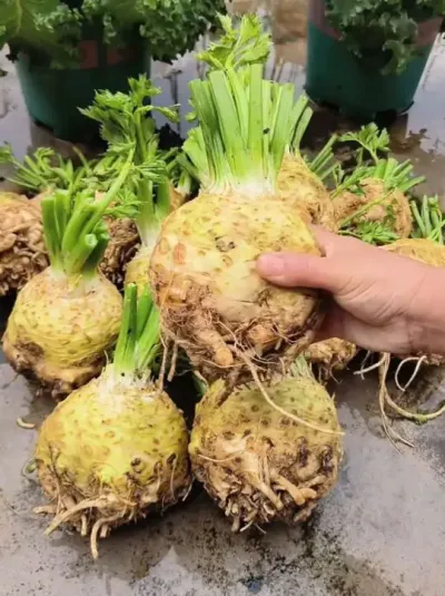 #三农种植 #阳台种菜 #盆栽根芹