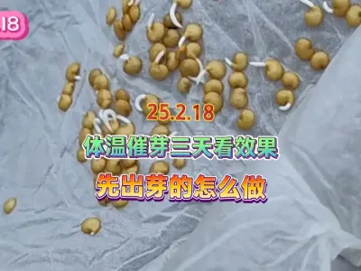 没有用设备，靠人体体温三天就能成功催芽，已经出芽的种子这么做 #三农 #种植小技巧 #抖音助农 #技术活 #蔬菜种植 