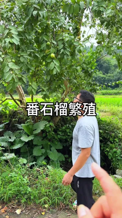 番石榴树繁殖 #园艺 #园艺技巧