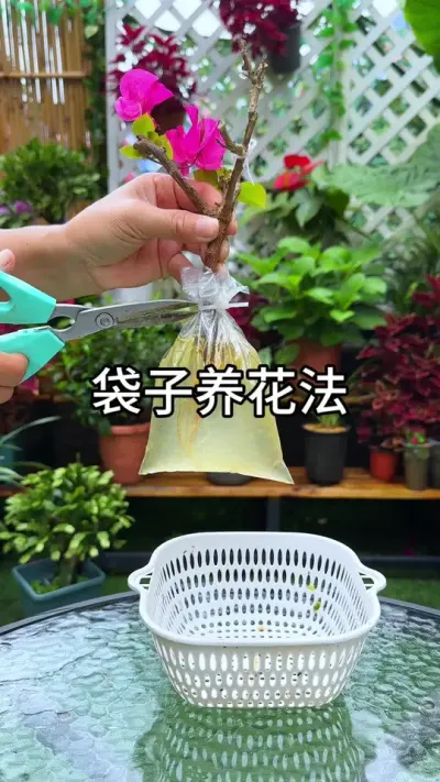 用个袋子养遍所有花#花卉绿植 #养花 #种植小技巧
