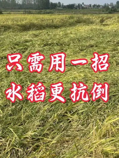 水稻更抗倒，只需一招#分享农业知识帮农民增产增收 #老百姓关心的话题