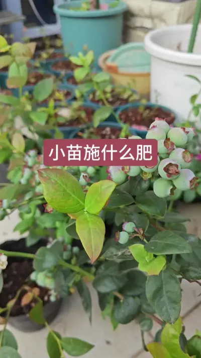 种蓝莓施什么肥，小苗怎么给肥？#蓝莓种植技术 #蓝莓种植 #蓝莓苗盆栽 #蓝莓苗 #种蓝莓