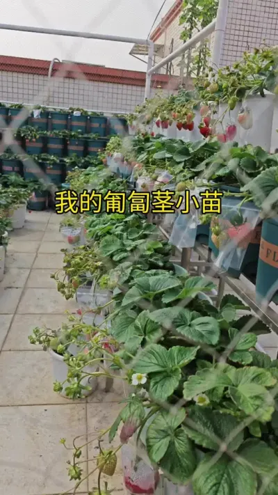 草莓种植盆栽#种草莓 #草莓种植方法 #草莓苗种苗 #记录我的种植生活 #牛奶草莓苗