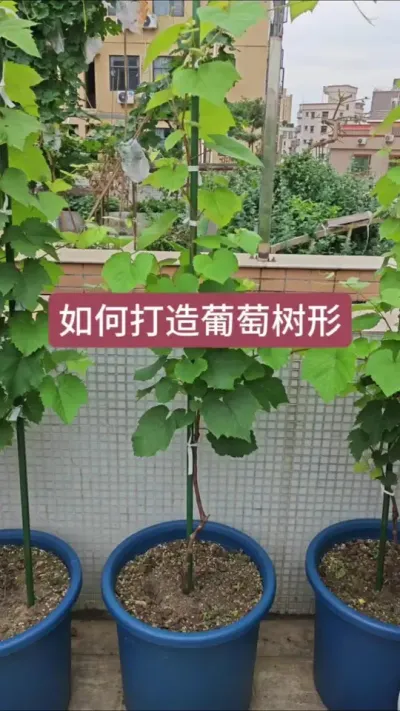 葡萄小苗的养护方法，怎样来培养葡萄树型#葡萄种植技术 #葡萄种植 #盆栽葡萄 #葡萄养护 #种植小技巧