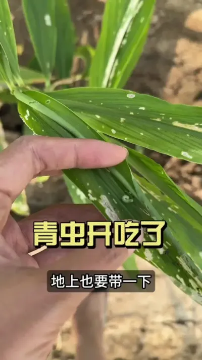 今年青虫打了又发，发了又打，打的药剂不对，控制不住不说，还会提前劈裤导致倒伏，给小培土带来困难。大家选药时，不但要选择药剂，更要注意打药方式。#微光点亮乡村 #新农人计划2025 #生姜种植技术 #来