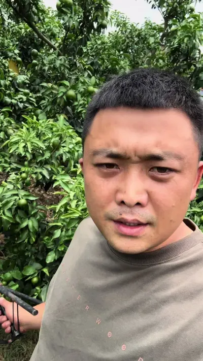 爱媛太难管理了#农业种植 #三农 #果树管理 #柑橘种植
