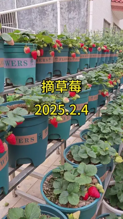 盆栽草莓苗种植方法#草莓种植方法 #草莓种植管理技术和方法 #草莓采摘园 #记录我的种植生活 #盆栽草莓苗