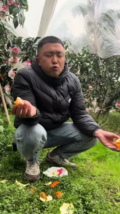爱媛还在，哈哈哈，大家不操心#现场实拍 #三农 #柑橘种植