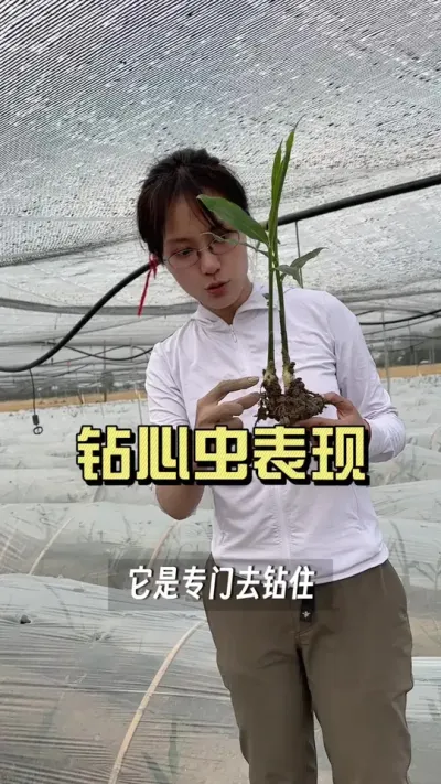 这几天有几个朋友给我看病害，需要灌什么药。这个是钻心虫的危害。给大家讲解一下希望不要混淆。#新农人计划2025 #乡村生活家 #大姜种植 #来抖音学农技