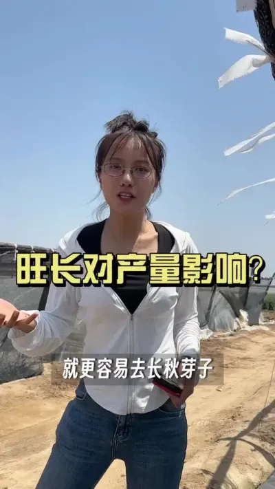 旺长对产量有什么影响？#新农人计划2025 #来抖音学农技 #扶农助农 #乡村生活家 #大姜种植