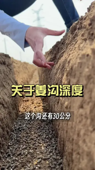 姜沟应该打到多少合适？#大姜种植 #乡村生活家 #抖音助农扶农 #新农人计划2025
