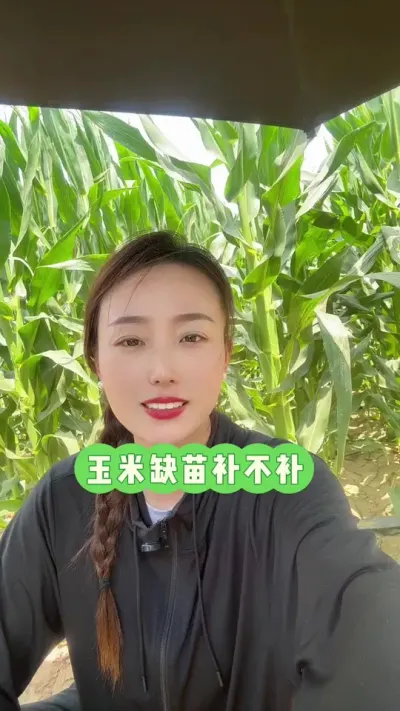玉米缺苗补不补 我去年移载过，半死不拉活，载那啥样，收玉米还啥样😗#玉米缺苗 #玉米 #三农 #抖音助农