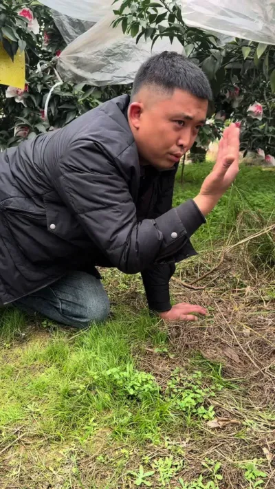 爱媛果冻成有🐔种植#现场实拍 #关注我每天为你分享更多农业知识 #爱媛38号果冻橙 #我为家乡农产品代言 #搞笑